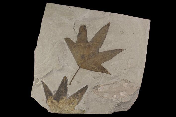 Eocene Fossil Sycamore (Platanus) Leaf - Utah #174933